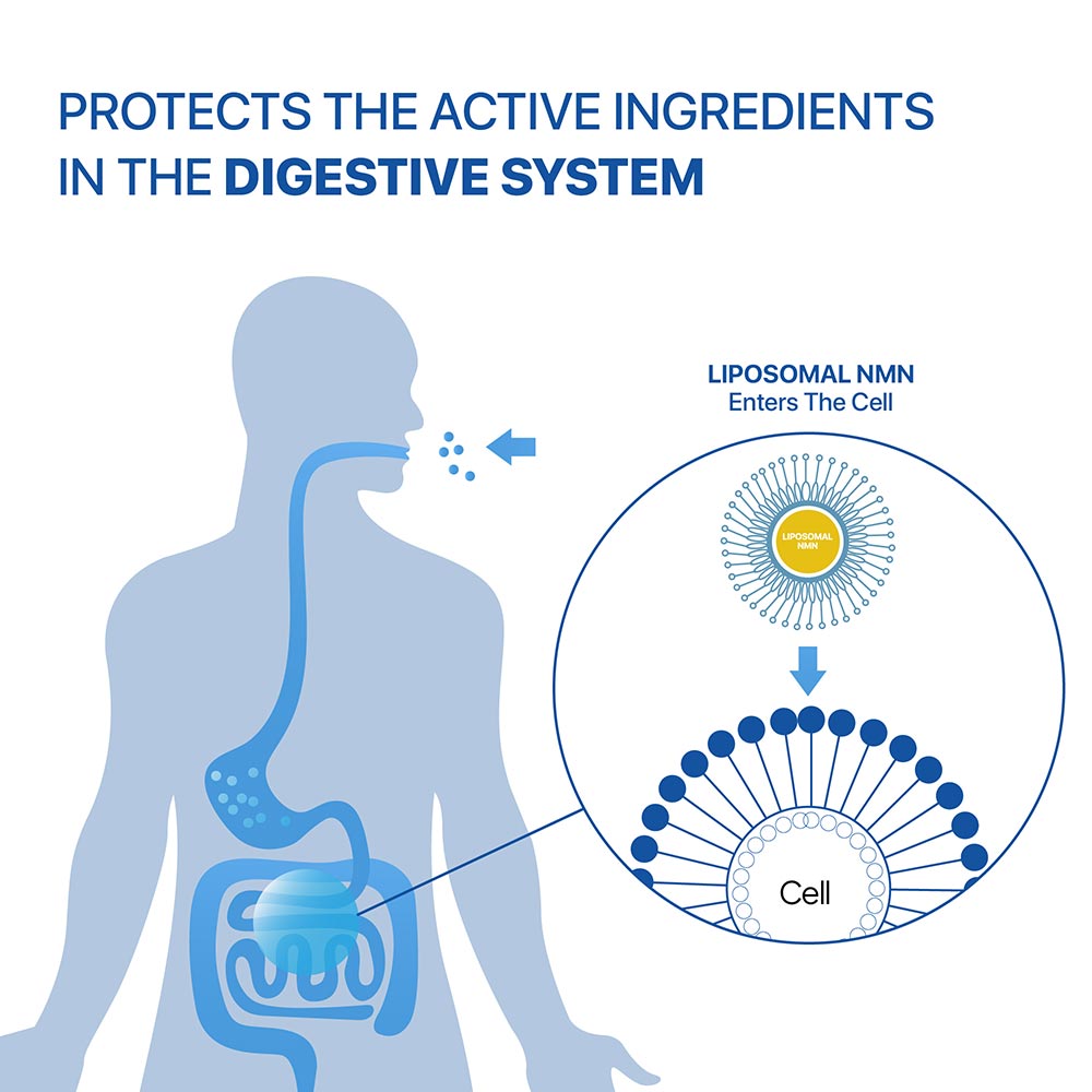 10 - Decode Age Liposomal NMN 500mg,  30 veggie capsule(s) 