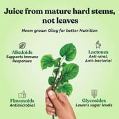 Kapiva Wild Giloy Juice (Natural Immunity Booster),  Unflavoured  1 L 