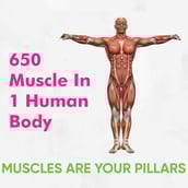 4 - Dr. Morepen Muscle Food Protein Isolate Drink (Pack of 6),  32 g  Watermelon 