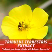 5 - Humming Herbs Siberian Ginseng 4 in 1 Formula, 90 capsules